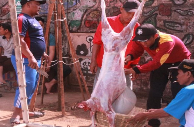 SMAN 5 JEMBER LAKSANAKAN PENYEMBELIHAN HEWAN QURBAN