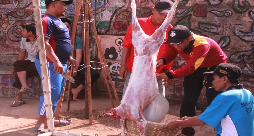 SMAN 5 JEMBER LAKSANAKAN PENYEMBELIHAN HEWAN QURBAN
